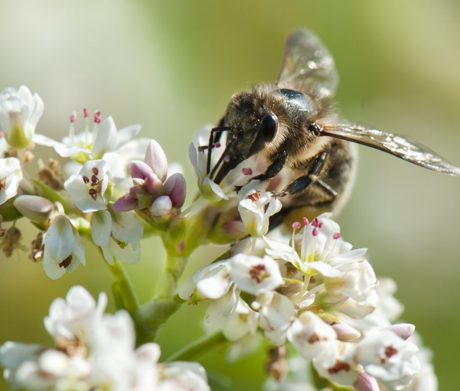 Hallbergmoos-Bluehaktion-2