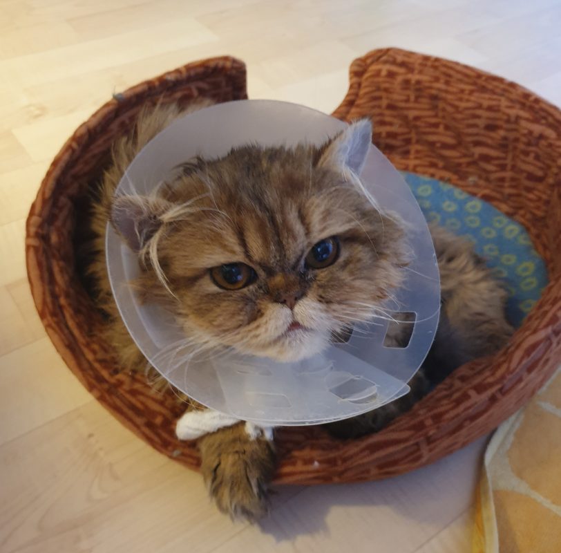 hallbergmoos-bobby-mooskurier-13-2020