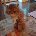 hallbergmoos-bobby-mooskurier-13-2020