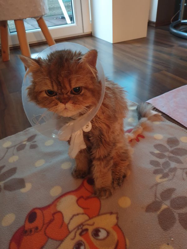 hallbergmoos-bobby-mooskurier-13-2020