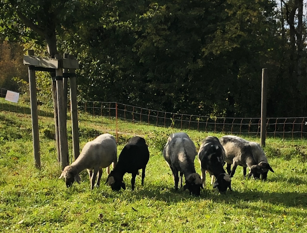 mk-hallbergmoos-schaf-2022