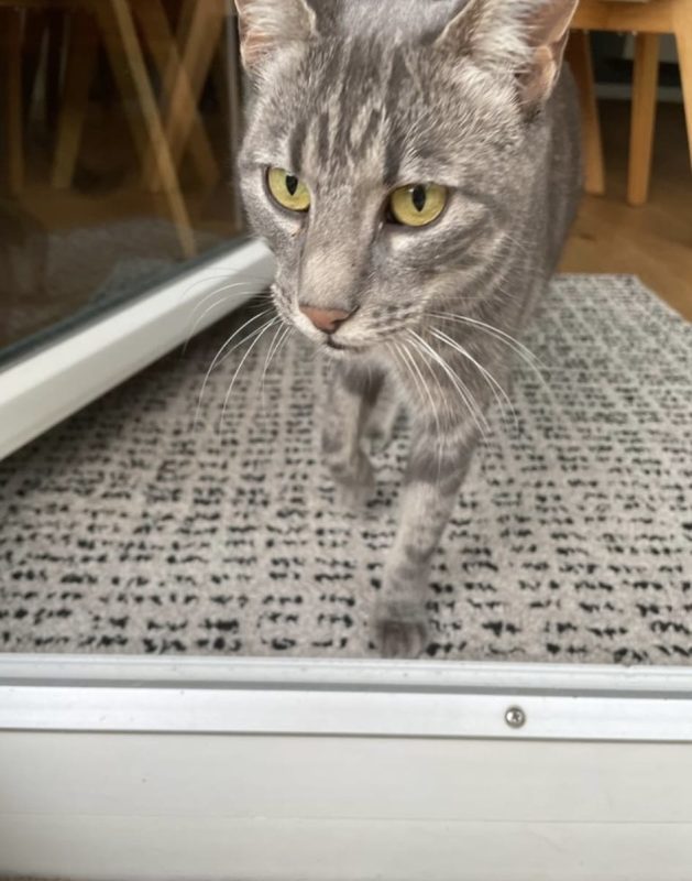 mk-hallbergmoos-katze-2023