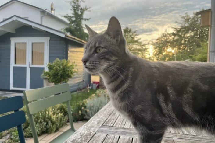 mk-hallbergmoos-katze-2023