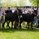 Hallberger Wiesn 2024 Eselrennen Finale